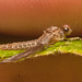 IMG 7659 Mayfly