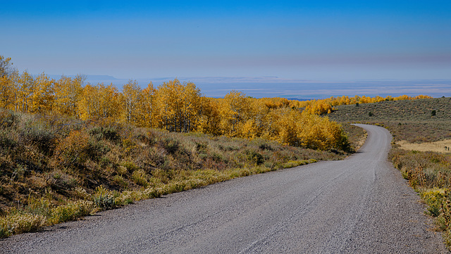 Steens Mt Aspen