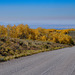 Steens Mt Aspen