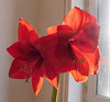 Mon Amaryllis***********