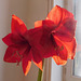 Mon Amaryllis***********