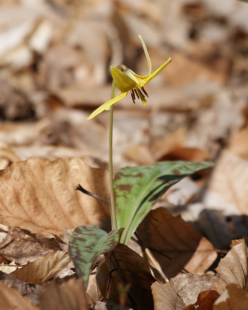 érythrone d'Amérique/dog's tooth violet/erythronium americanum érythrone d'Amérique/dog's tooth violet/erythronium americanum