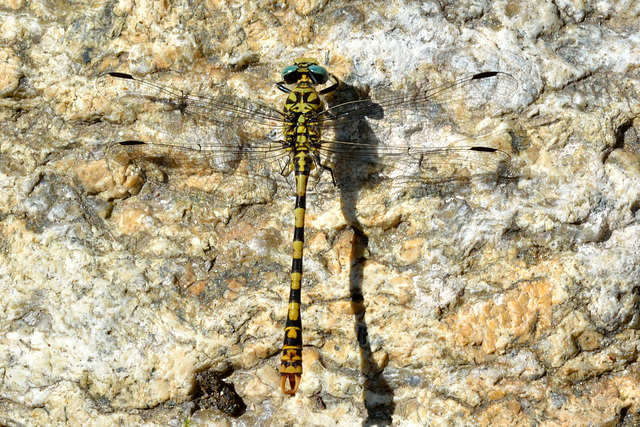 Small Pincertail (Onychogomphus forcipatus)