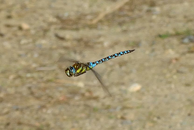 Migrant Hawker (Aeshna mixta) (4)