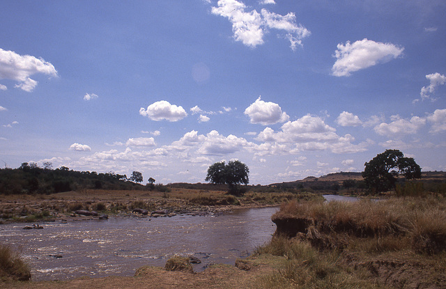 Masai Mara river scene