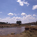 Masai Mara river scene