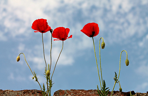 Des coquelicots sur un mur