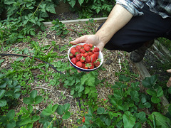 strawbs!