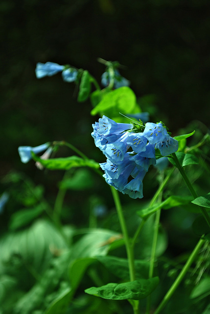 Heavenly Blue