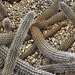Creeping Devil, Take #2 – Desert Botanical Garden, Papago Park, Phoenix, Arizona