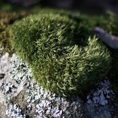Bless this moss