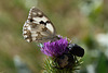 Iberian Marbled White-DSA 7548