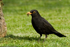 Amsel