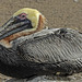 20190901 5626CPw [D~VR] Braunpelikan [Amerikanischer Pelikan], Vogelpark Marlow