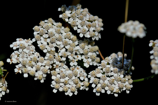 Achillée millefeuilles   ....Achillea millefolium