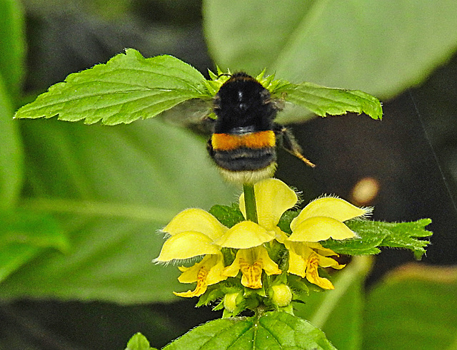 20210501 0145CPw [D~LIP] Dunkle Erdhummel, Goldnessel (Galeobdolon luteum agg), Bad Salzuflen