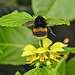 20210501 0145CPw [D~LIP] Dunkle Erdhummel, Goldnessel (Lamium galeobdolon), Bad Salzuflen