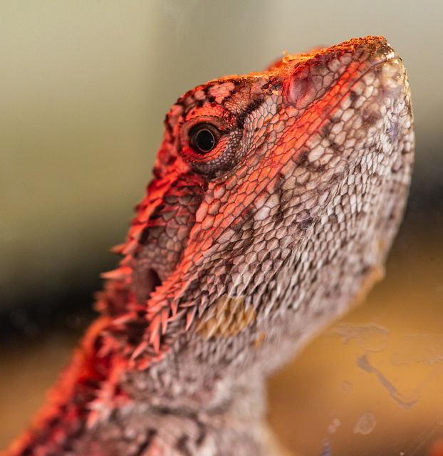 Bearded Dragon