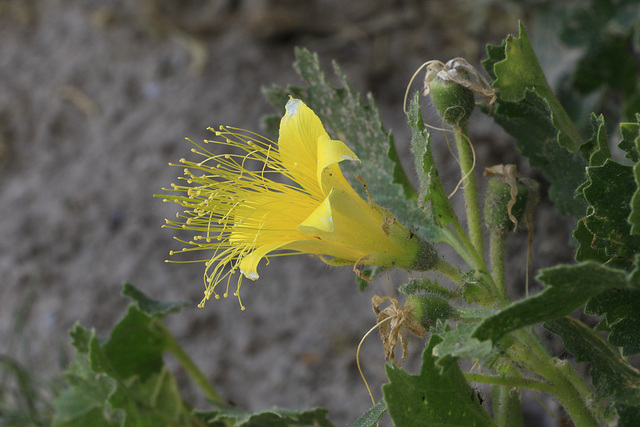 Adonis Blazing Star