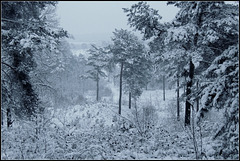 heerlense heide  febr 2013