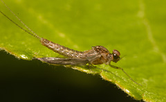 IMG 7663 Mayfly