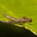 IMG 7663 Mayfly