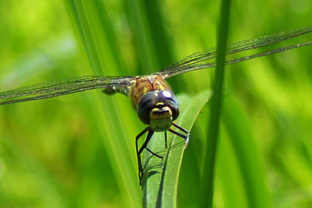 Migrant Hawker (Aeshna mixta) 5