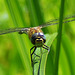 Migrant Hawker (Aeshna mixta) 5