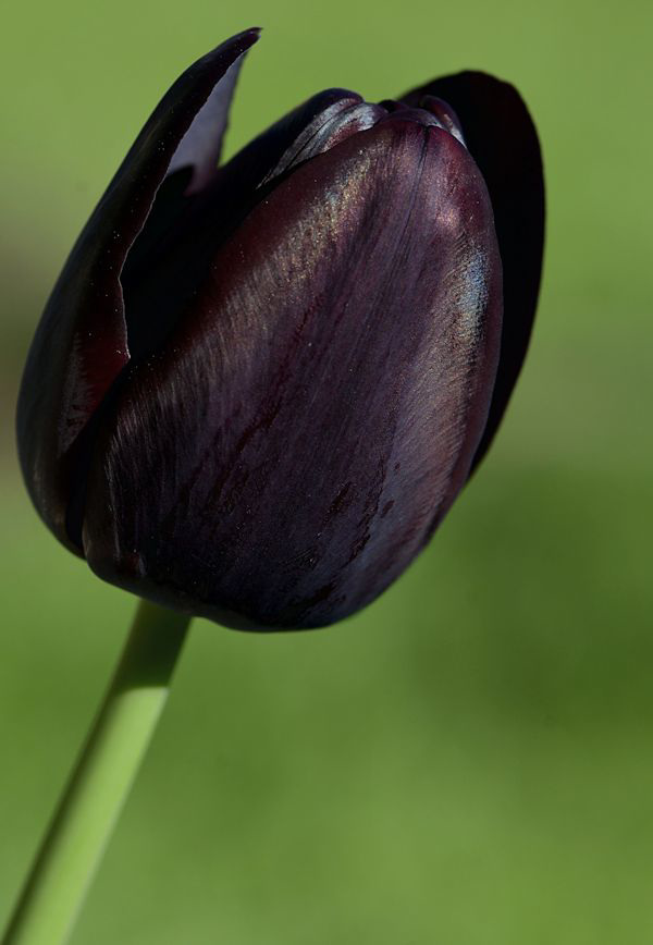 Black Tulip