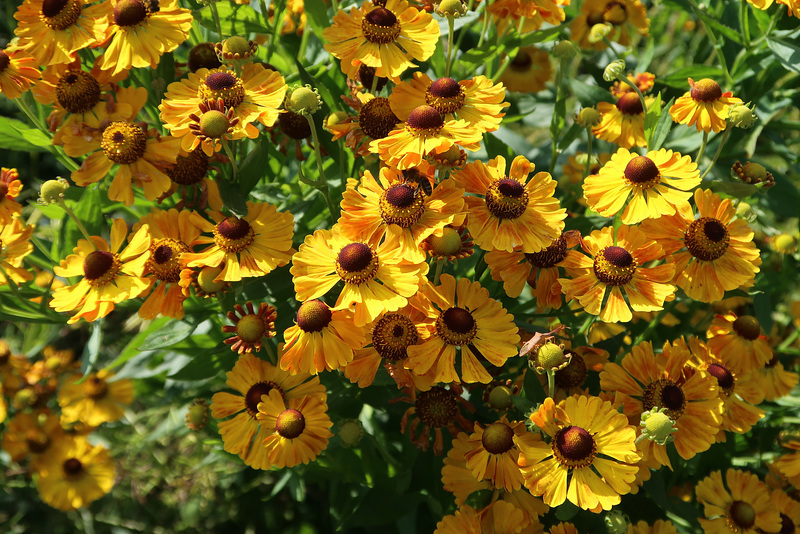 Glorious helenium