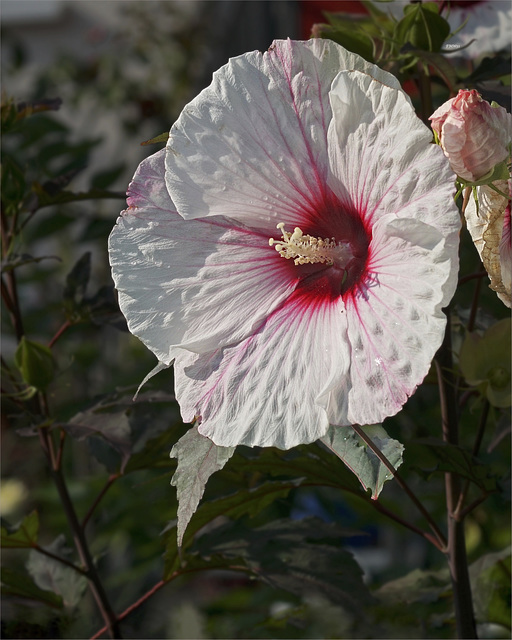 Pink on white