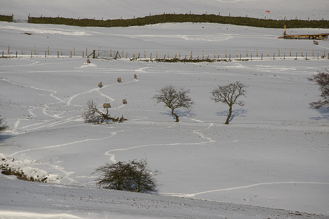 Sheep tracks