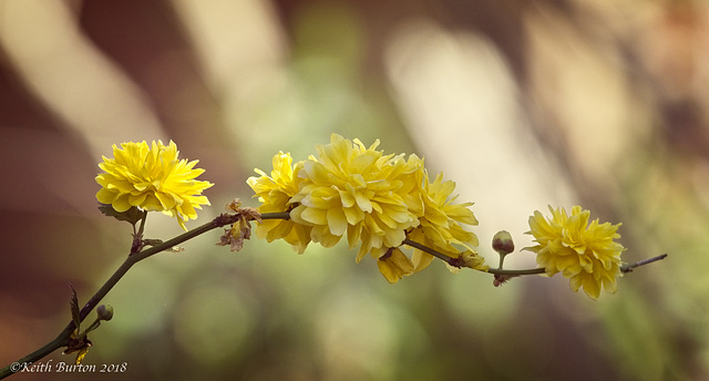 Bachelor's Buttons (or Kerria Japonica "Pleniflora")