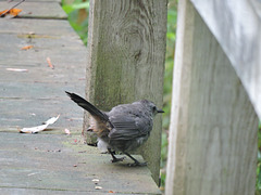 Catbirds