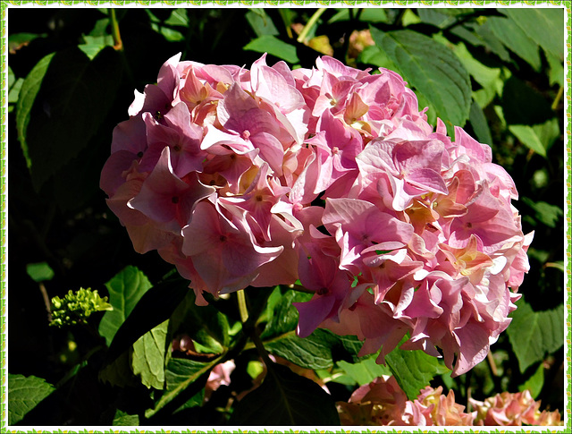 Hortensia près de la chapelle de la Souhaitier (22)