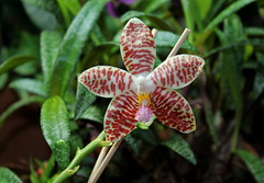 Phalaenopsis sumatrana (South Thailand)