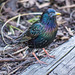 Starling (3)