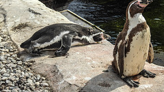 20190901 5628CPw [D~VR] Humboldtpinguin, Vogelpark Marlow