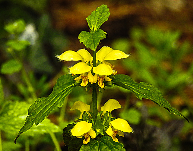 20210501 0146CPw [D~LIP] Goldnessel (Lamium galeobdolon), Bad Salzuflen