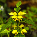20210501 0146CPw [D~LIP] Goldnessel (Lamium galeobdolon), Bad Salzuflen