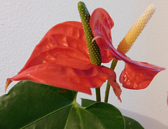 Anthurium****************