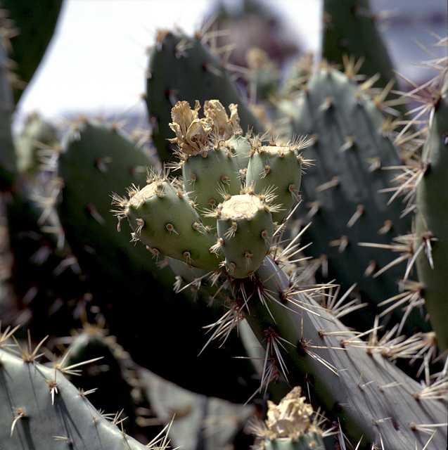 Cactus Nursery