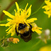 Große Hummel an gelber Blüte