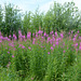 Alaska, Anchorage, Blooming Willowherb