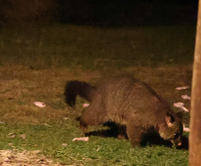 Brush-tailed Possum - Loongana