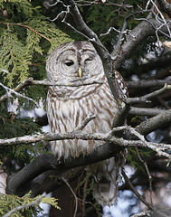 chouette rayée / barred owl  H.A.N.W.E.