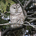 chouette rayée / barred owl  H.A.N.W.E.