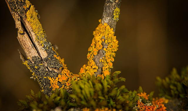 Moos und Flechten in einer Baumgabelung :)) Moss and lichen in a tree fork :)) Mousse et lichen dans une fourche d'arbre :))