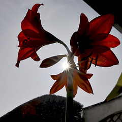 Amaryllis