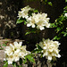 Eglantier multiflore***************